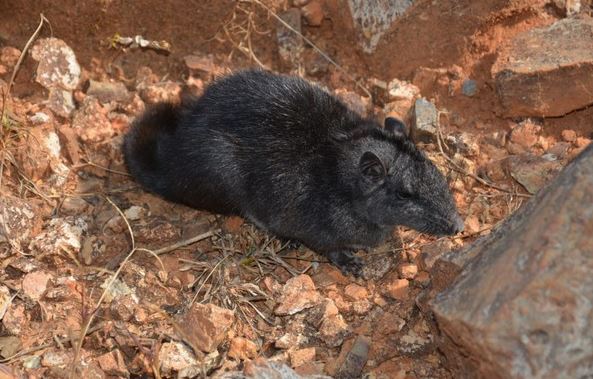 5 loài vật đã tuyệt chủng cách đây hàng triệu năm bỗng 'sống dậy': Số 1 từng xuất hiện ở Việt Nam