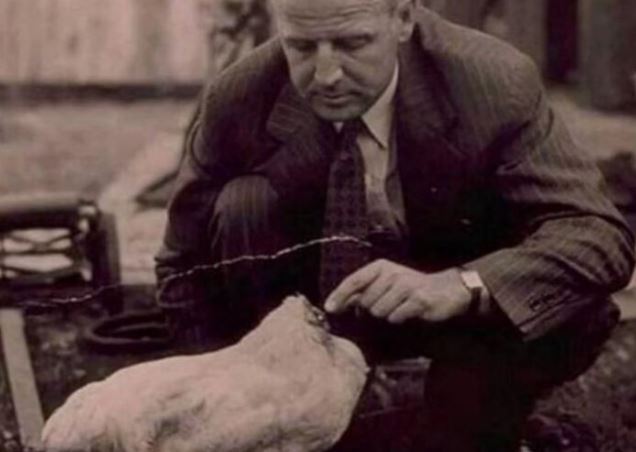 Hé lộ bí mật ly kỳ con gà bị mất đầu vẫn sống khỏe, kiếm bội tiền cho chủ