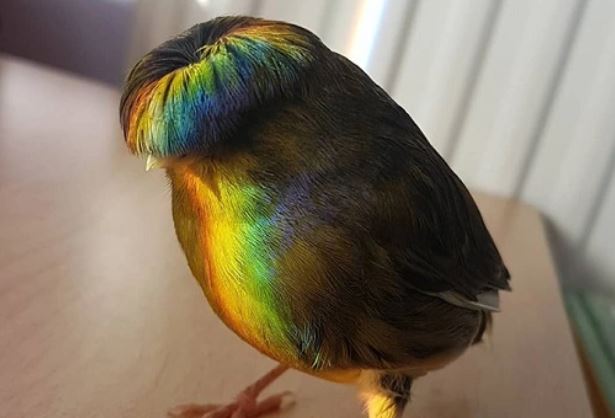 Gloster Canary: Loài chim kỳ lạ sở hữu 'quả đầu moi' cực chất