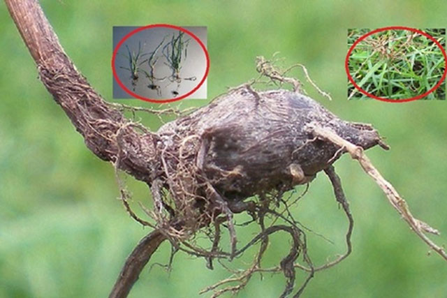 Loại cỏ mọc dại khắp bờ ruộng, ‘kẻ thù’ của nhà nông: Nhưng được ví như 'nhân sâm', bán 350.000 đồng/kg