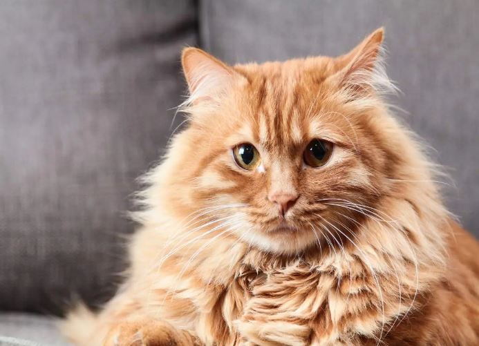 Những loài vật có khả năng nghe siêu việt: Số 5 là thú cưng quen mặt của nhiều người