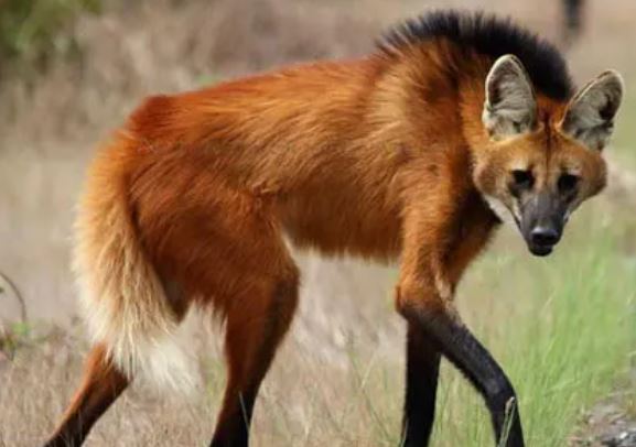 Độc đáo loài chó thích ăn quả, sở hữu đôi chân dài thướt tha, có phải nhờ chế độ ăn nên mới đẹp?