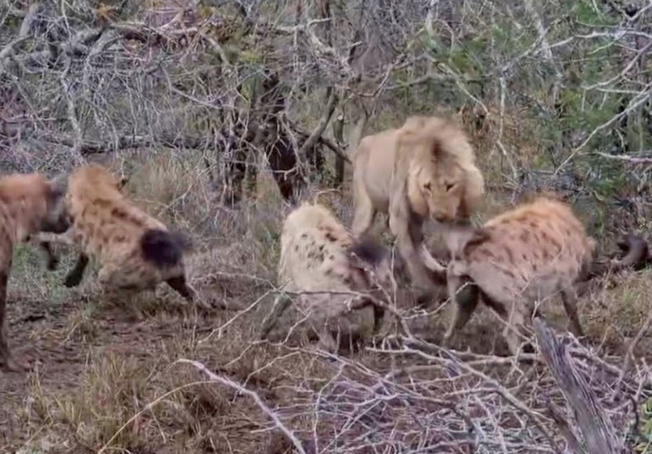 CLIP: Sư tử đực thể hiện quyền uy, một mình đối mặt với 10 linh cẩu vẫn khiến đối thủ sợ hãi