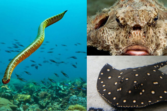 Top sinh vật biển nguy hiểm nhất hành tinh: Nhiều loài có ở Việt Nam, số 3 nghe tên đã run rẩy