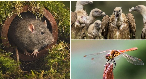 7 sinh vật gắn liền với cái chết: 1 loại được cho là đã giết chết 25 triệu người trong vòng 5 năm