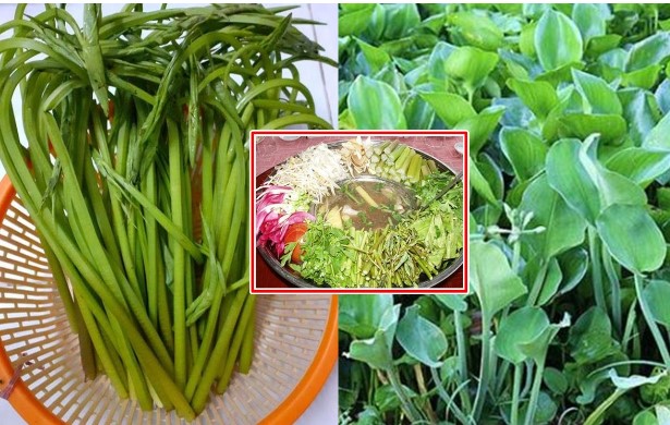 Loại rau mọc hoang từng được hái cho lợn ăn giờ thành đặc sản: Giá 100.000 đồng/kg vẫn cháy hàng!