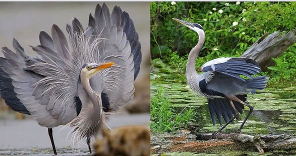 Loài chim được mệnh danh là ‘sát thủ’ săn mồi cá mập, có thể nuốt chửng cá sấu?