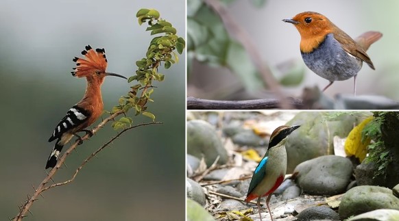 Top 10 loại chim quý, có tên độc lạ nhất Việt Nam: Tiếng kêu đặc trưng ‘Bắt cô chói cột’, ‘khát nước’…