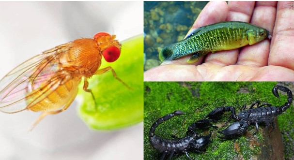 5 lo&#xE0;i &#x111;&#x1ED9;ng v&#x1EAD;t v&#x1EAB;n s&#x1ED1;ng t&#x1ED1;t tr&#xEA;n Tr&#xE1;i &#x111;&#x1EA5;t d&#xF9; th&#x1EA3;m h&#x1ECD;a h&#x1EA1;t nh&#xE2;n x&#x1EA3;y ra, 1 lo&#xE0;i r&#x1EA5;t ph&#x1ED5; bi&#x1EBF;n &#x1EDF; Vi&#x1EC7;t Nam