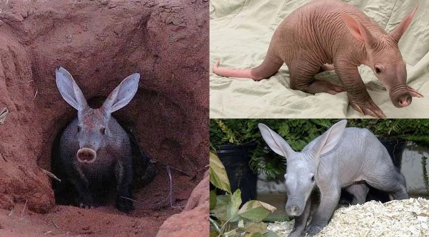 Sởn gai ốc trước loài động vật xấu xí nhất Trái đất: Cơ thể kỳ lạ, nằm trong Sách đỏ thế giới