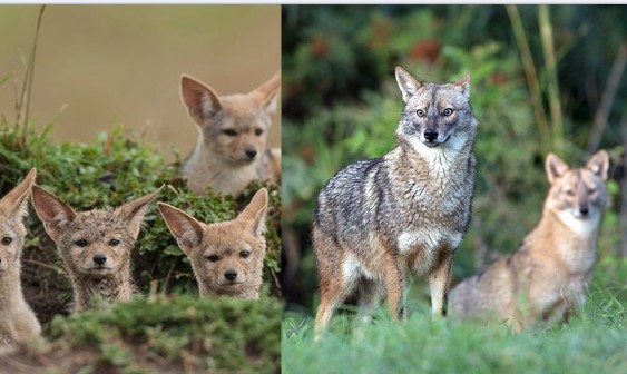 Loài thú hoang dã quý hiếm của Việt Nam: Cực khó bắt gặp, rợn người tập tính kỳ dị vào đêm trăng rằm