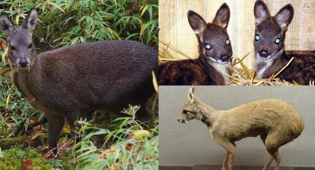 Việt Nam sở hữu loài thú kỳ dị nằm trong Sách đỏ Thế giới, mang đặc điểm đáng sợ của ma cà rồng