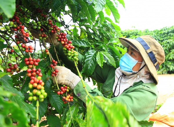 Cà phê Việt có gặp khó bởi quy định chống phá rừng của EU? 