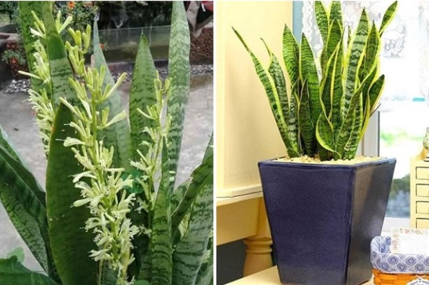 Cây lưỡi hổ chỉ mê mệt loại nước 'thần thánh' này: 10 ngày tưới 1 lần hoa nở từng chùm, gọi lộc vào nhà