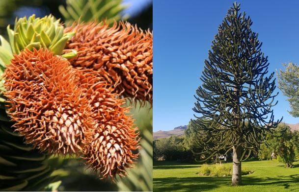 Lo&#x1EA1;i c&#xE2;y 145 tri&#x1EC7;u n&#x103;m tu&#x1ED5;i t&#x1ED3;n t&#x1EA1;i tr&#x1B0;&#x1EDB;c c&#x1EA3; kh&#x1EE7;ng long: Cao h&#x1A1;n 48 m&#xE9;t, &#x111;ang c&#xF3; nguy c&#x1A1; tuy&#x1EC7;t ch&#x1EE7;ng