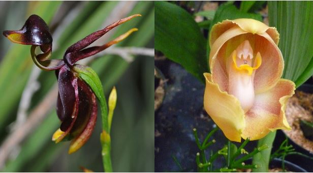 Những loài hoa lạ đời nhất hành tinh, có hình dáng như đầu lâu người chết và động vật