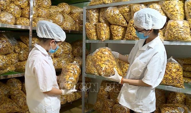 Cây 'vàng' của người dân vùng cao Ba Chẽ