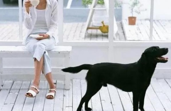 Có câu: 'Đàn ông không nuôi mèo, đàn bà không nuôi chó', bạn có biết tại sao không? 