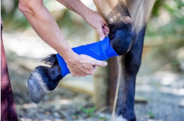 Tại sao cái chết thường là lựa chọn duy nhất khi con ngựa bị gãy chân?