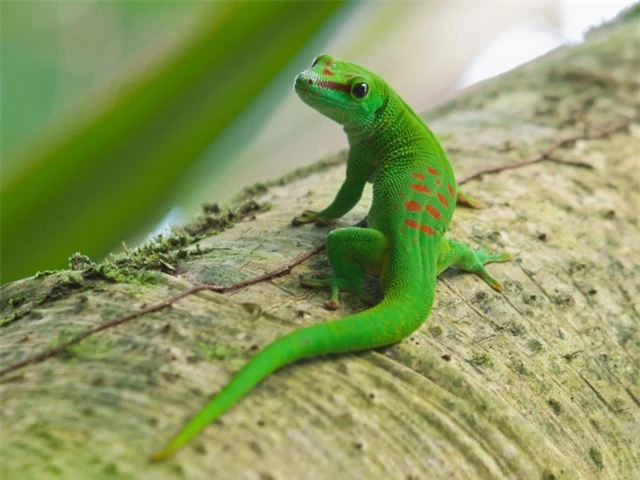 Ba loài động vật có khả năng tái sinh siêu phàm, một trong số đó có thể sống sót trong không gian! - Ảnh 5.