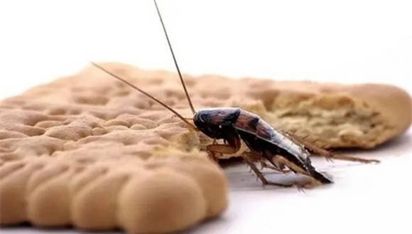 diet-gian (1).jpeg 4 giệt gián, diệt gián, mẹo hay, tỏi