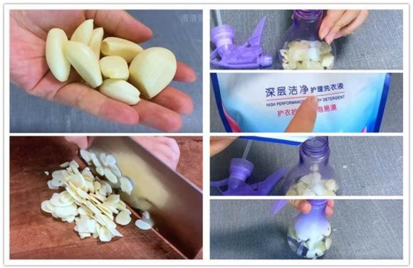 diet-gian (1).jpeg 1 giệt gián, diệt gián, mẹo hay, tỏi