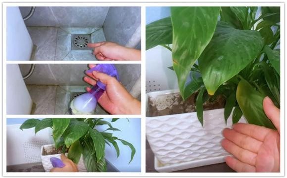 diet-gian (1).jpeg 3 giệt gián, diệt gián, mẹo hay, tỏi