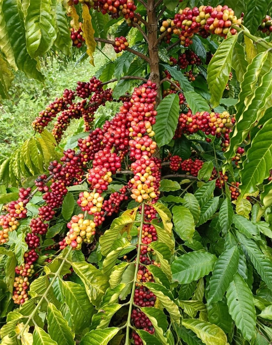 Giá nông sản ngày 21/11/2023: Cà phê giảm, hồ tiêu tăng 500 đồng/kg