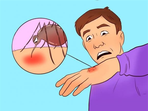 muỗi đốt  3 muỗi đốt, cách đuổi muỗi, kiến thức