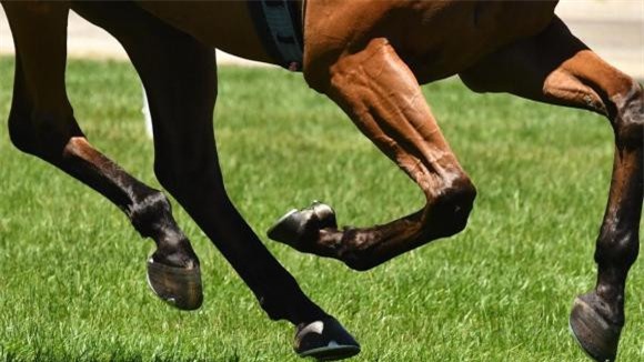 ngựa bị gãy chân 1 tại sao,lý do tại sao, ngựa bị thương, ngựa gãy chân, ái chết thường là lựa chọn duy nhất khi con ngựa bị gãy chân, ngựa bị gãy chân