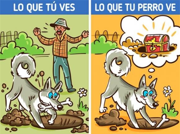 chó cắn 3 chó cắn, chó cắn người, kiến thức