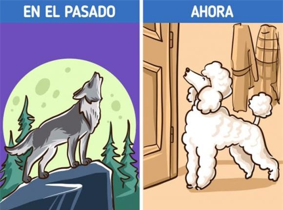 chó cắn 2 chó cắn, chó cắn người, kiến thức