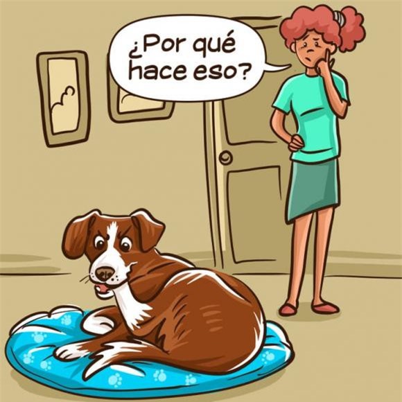 chó cắn 1 chó cắn, chó cắn người, kiến thức