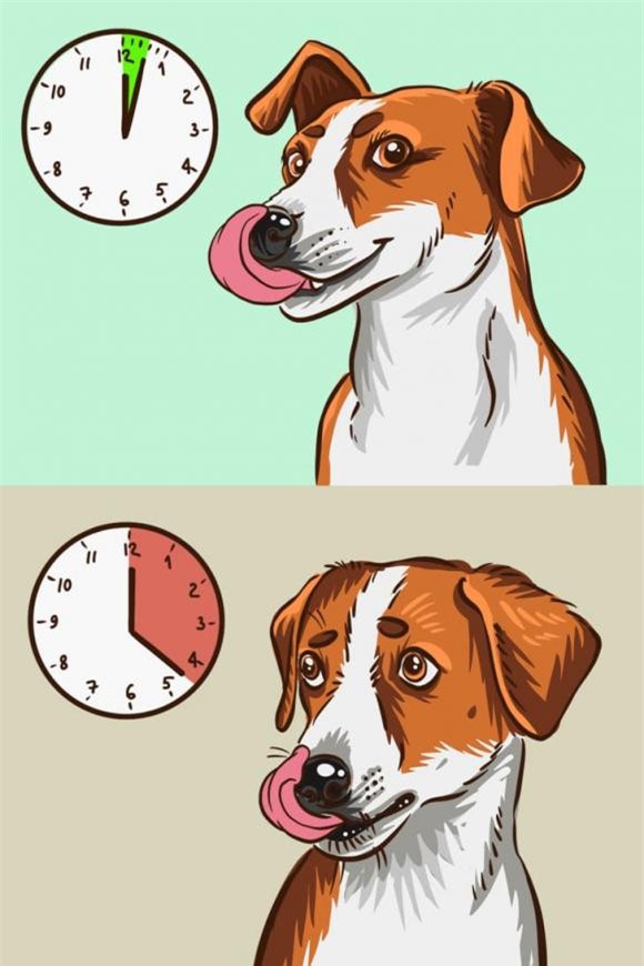 chó cắn 8 chó cắn, chó cắn người, kiến thức