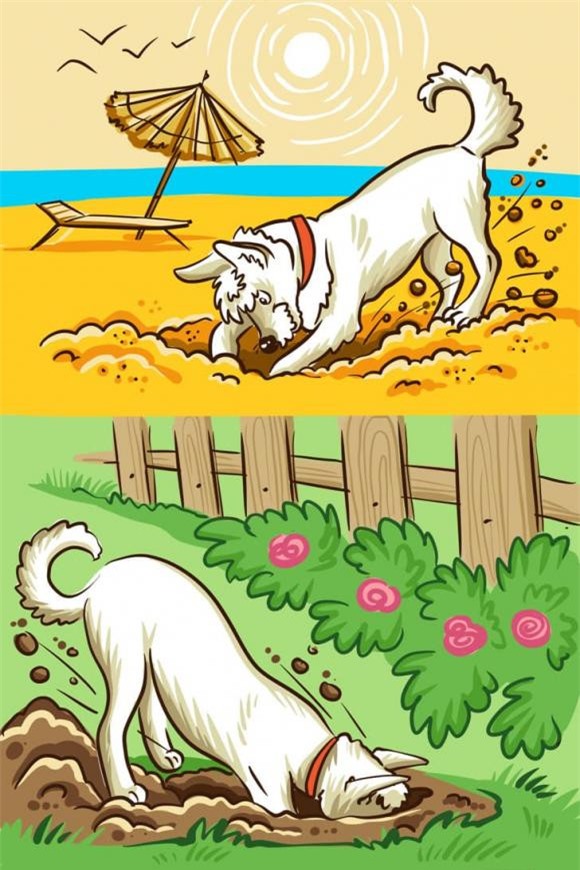 chó cắn 7 chó cắn, chó cắn người, kiến thức