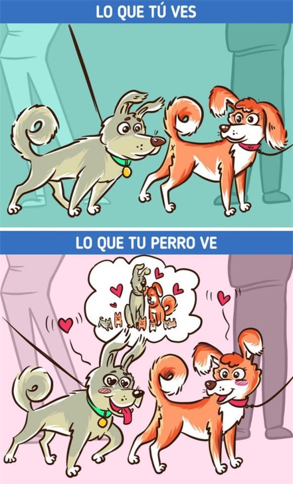 chó cắn 4 chó cắn, chó cắn người, kiến thức