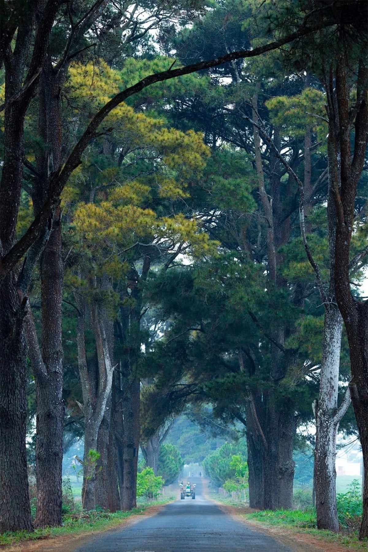 Cung đường có hàng thông trăm tuổi này luôn được mọi người ví như “bản tình ca mùa đông” bởi sự lãng mạn không kém cạnh những thước phim Hàn Quốc.