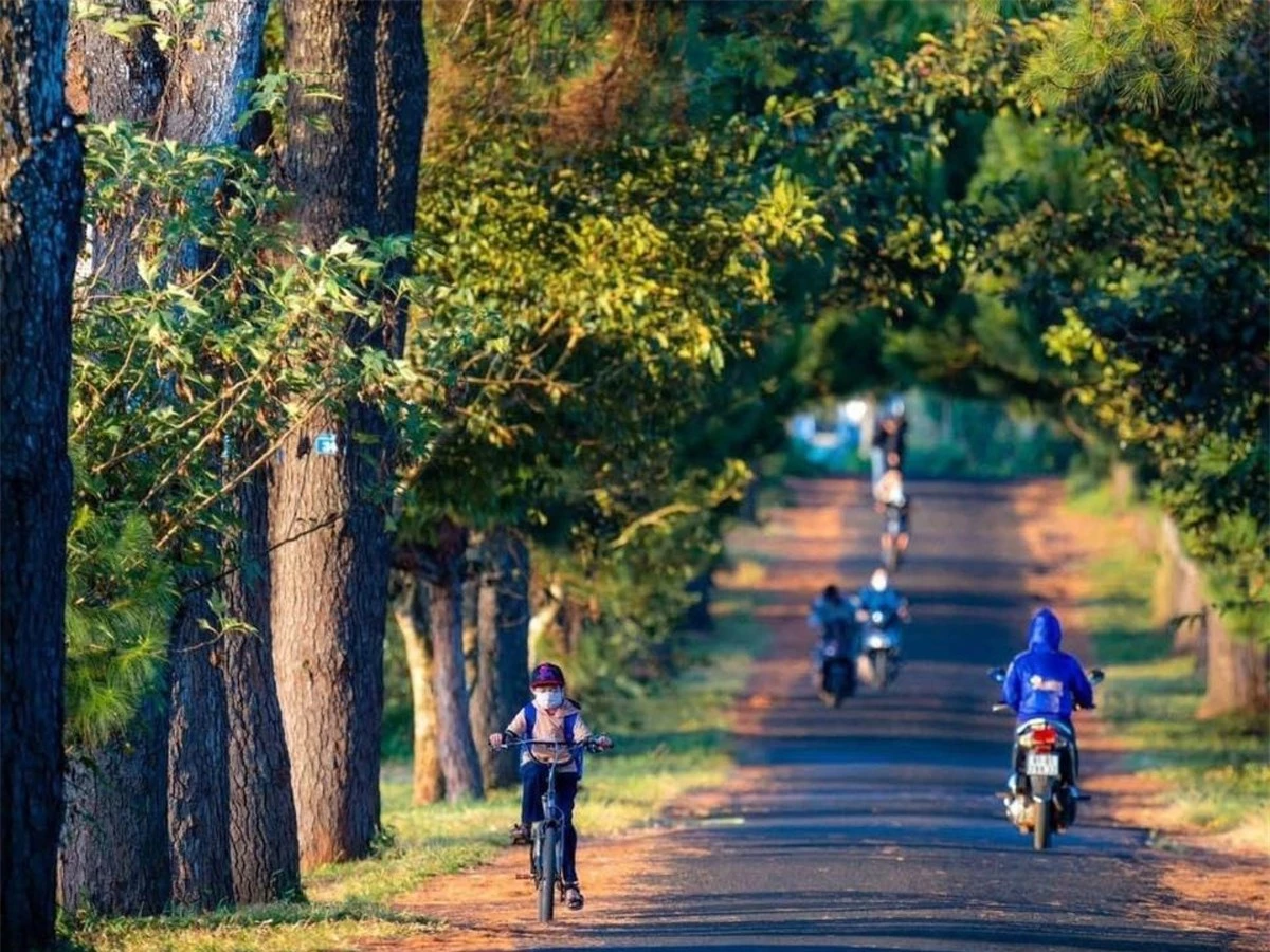 Những ngày cuối tuần có hàng ngàn lượt khách đến tham quan chụp ảnh tại hàng thông trăm tuổi.