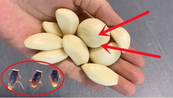 Đừng sợ gián ở nhà! Hướng dẫn bạn cách dùng một nắm tỏi để diệt gián, an toàn hơn thuốc trừ sâu