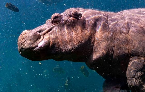 Vì sao phân hà mã lại khiến cho hàng nghìn con cá chết ngạt mỗi năm?