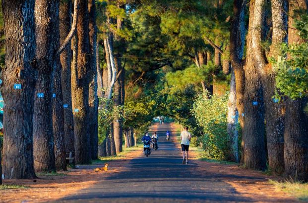 Vẻ đẹp của hàng thông trăm tuổi đẹp như phim ngôn tình ở Gia Lai