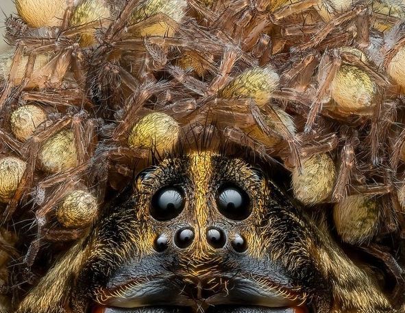 &#x110;&#x1ED9;c &#x111;&#xE1;o nh&#x1EC7;n s&#xF3;i m&#x1EB9; &#x111;&#x1ED9;i v&#x1B0;&#x1A1;ng mi&#x1EC7;n do nh&#x1EC7;n con b&#x1EC7;n