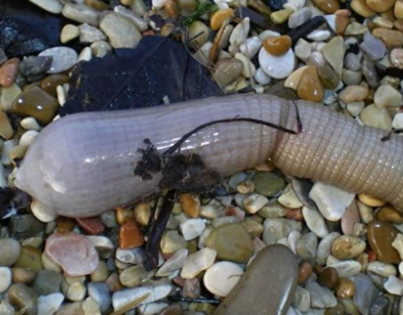 Ba loài động vật có khả năng tái sinh siêu phàm, một trong số đó có thể sống sót trong không gian!