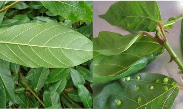 Loại lá sần sùi phổ biến ở Việt Nam trị được nhiều bệnh, nhiều người biết nhưng vô tình bỏ qua