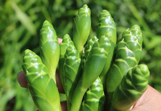 Cây này trước trồng chỉ lấy củ, giờ hoa lại được dân thành phố săn lùng vì ngon, giá 70.000 đồng/kg