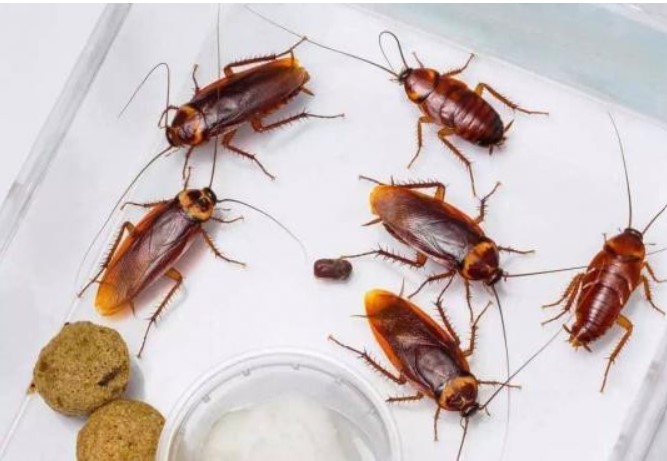 Tại sao những con gián bị giẫm chết, nhưng lại biến mất vào ngày hôm sau? Đừng dẫm lên nó nữa