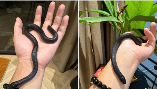 Nam chính 'Biệt Dược Đen' khoe dàn thú cưng lạ mắt với nhiều chủng loại, nhưng có một hình ảnh được chú ý hơn cả