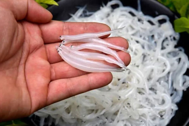 Loài cá không xương, giàu đạm, omega 3: Chỉ có trong tự nhiên, không thể nuôi tăng trọng