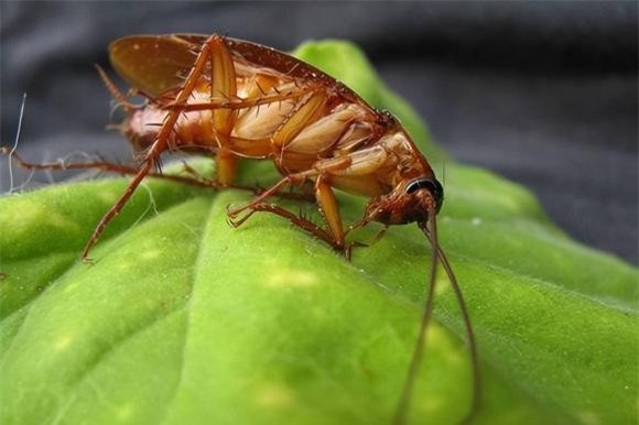 gián, con gián, diệt gián