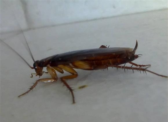 gián, con gián, diệt gián